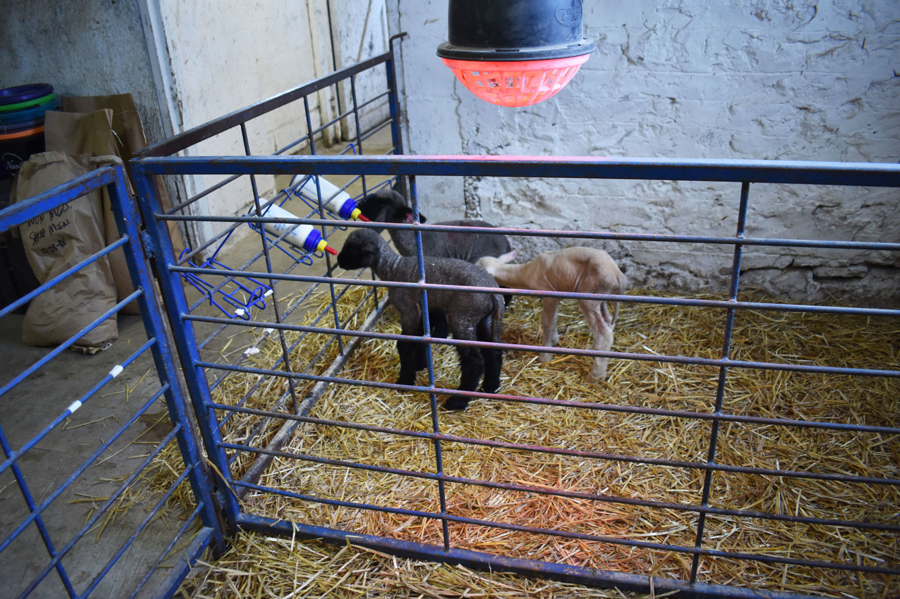 Baa baa black sheep
